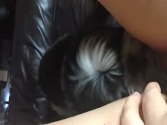 Slut plays with her animal sex toy in the middle of the night